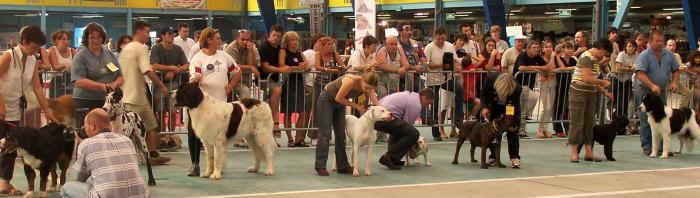 Uranie sur le Ring d'honneur � Nevers pour son premier meilleur de race jeune ! 