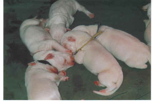 Uranie et une partie de ses fr�res et soeurs � 3 jours, Uranie c'est la violette ! 