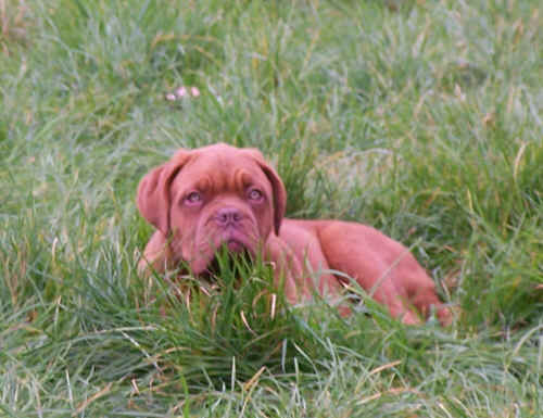 J'adore me cacher dans l'herbe quand elle est haute et m'y prlasser ! Au fait l j'ai 6 mois!